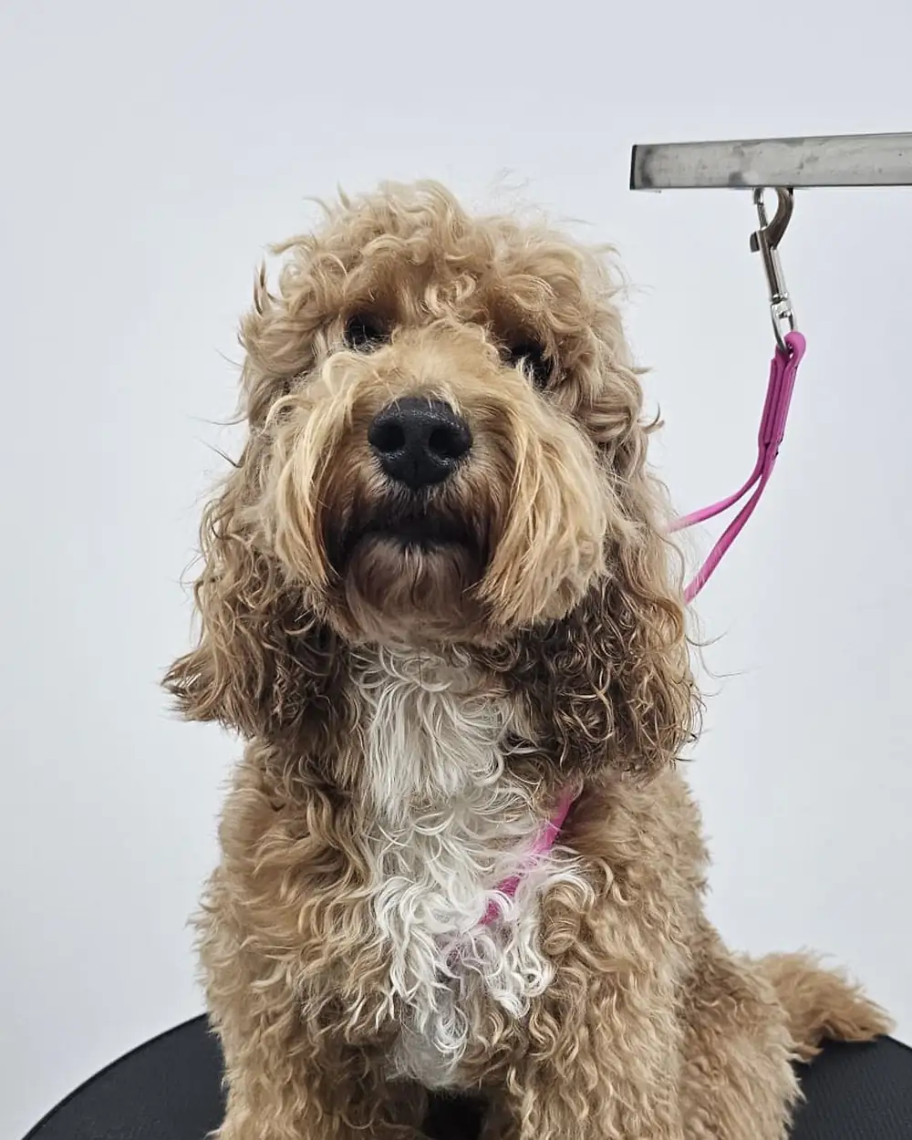 Apricot goldendoodle before grooming, damp and unkempt