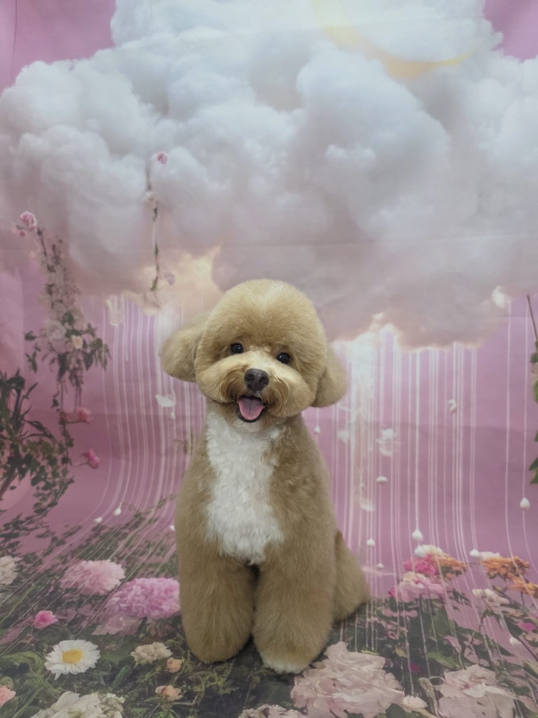 Cream toy poodle freshly groomed on the floral cloud backdrop