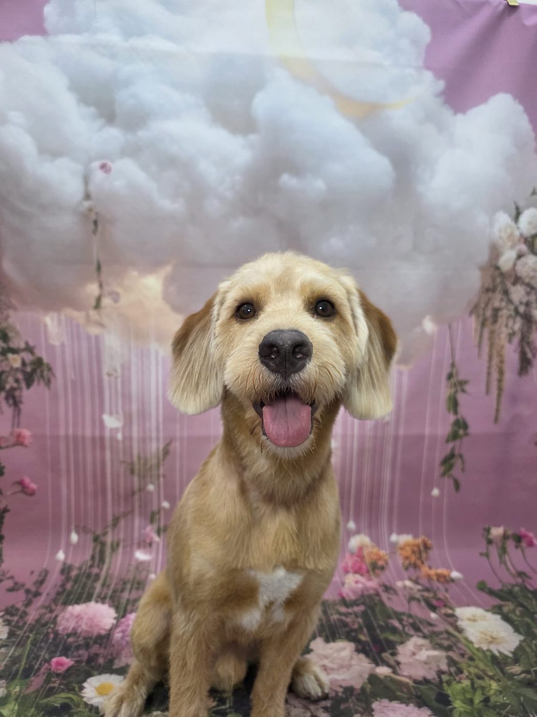 Pastel-cloud backdrop session