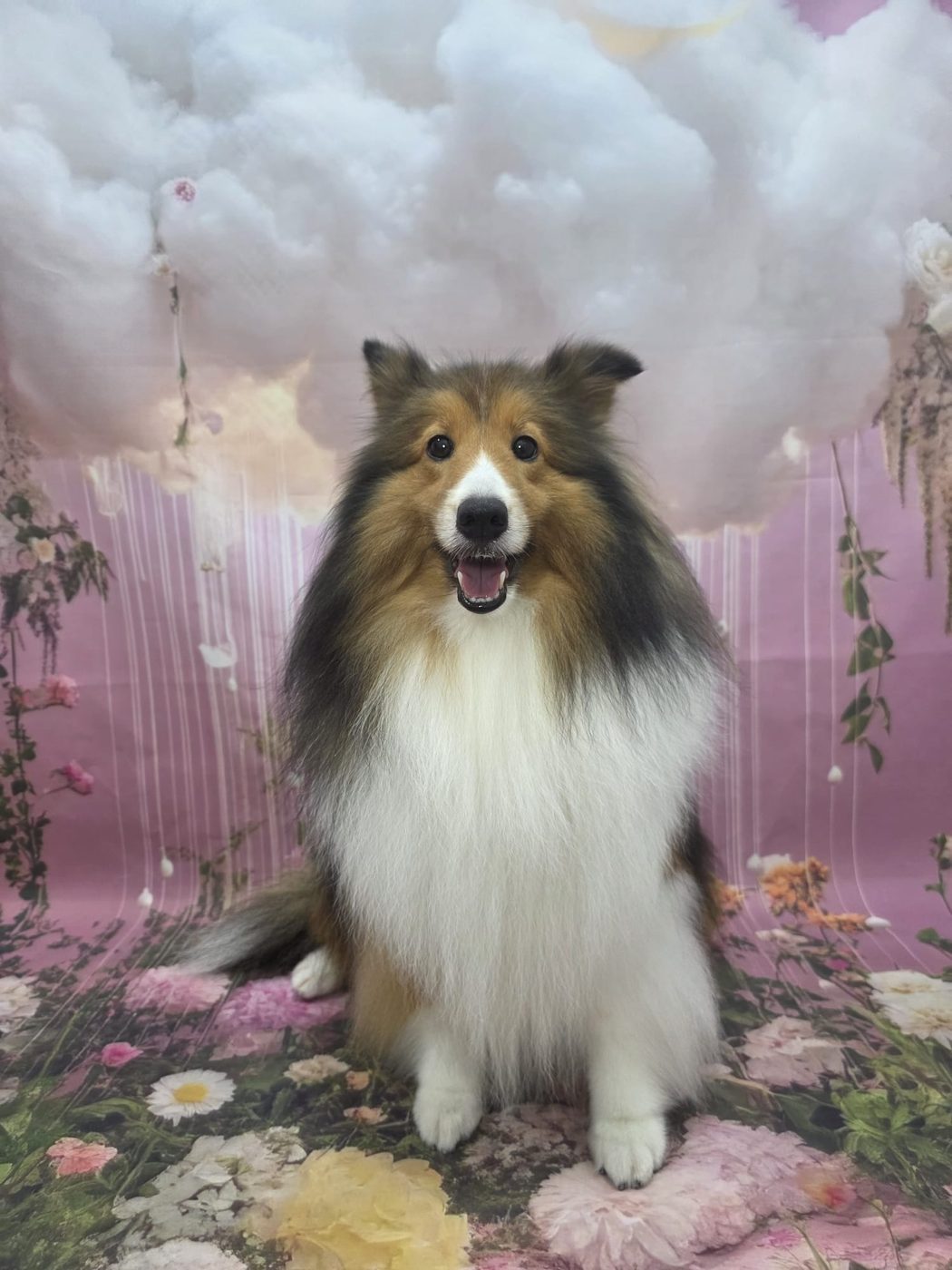 Sheltie in pastel cloud backdrop
