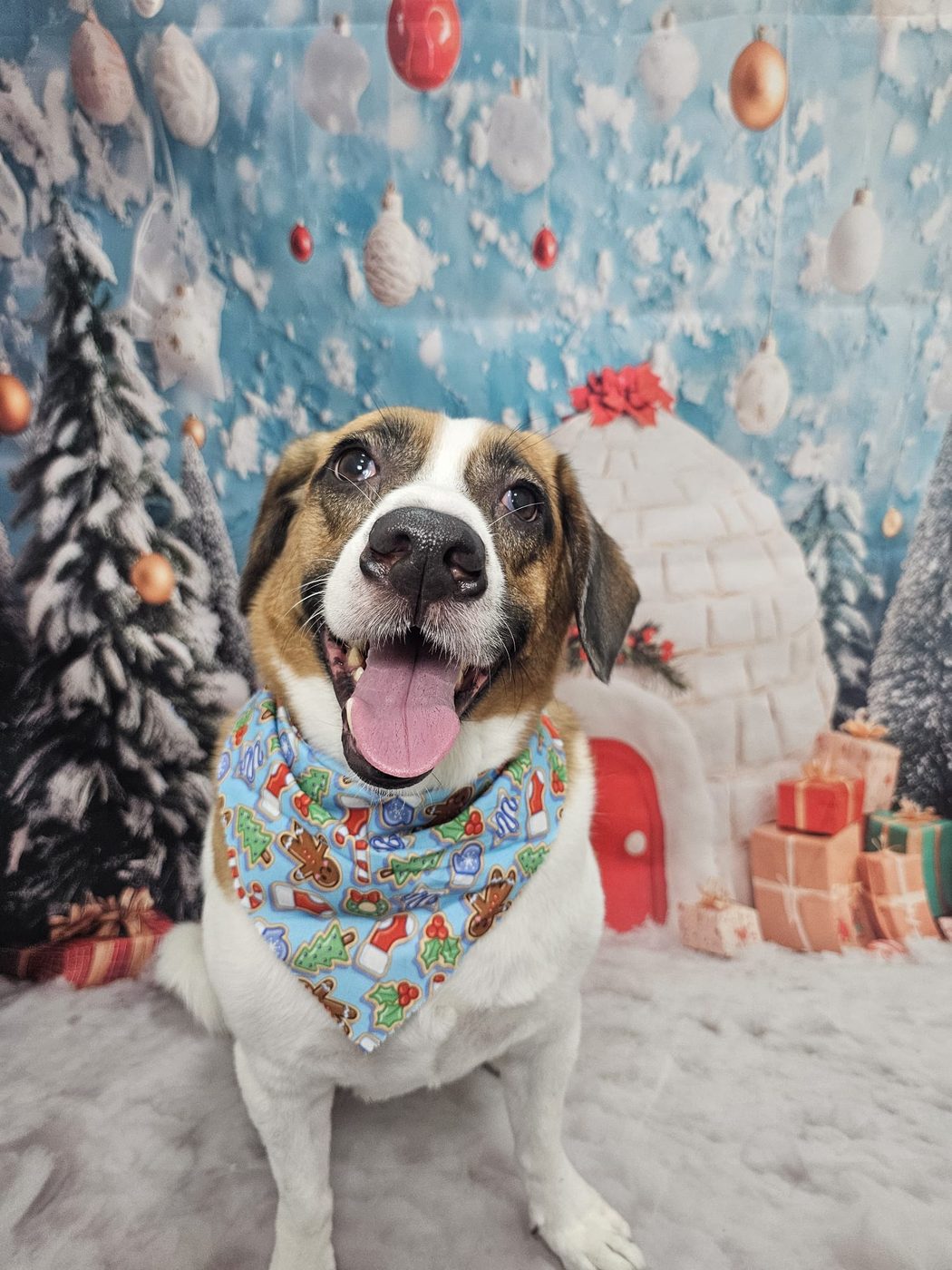 Beagle in Chinese New Year lion-dance backdrop