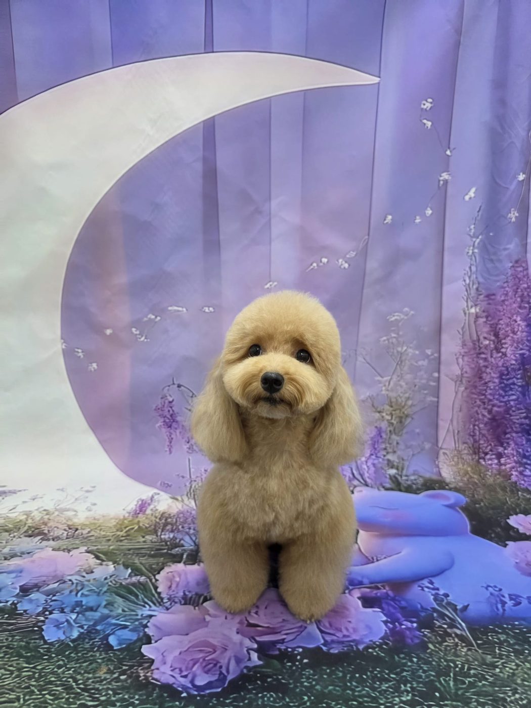 Poodle on crescent moon backdrop with flowers