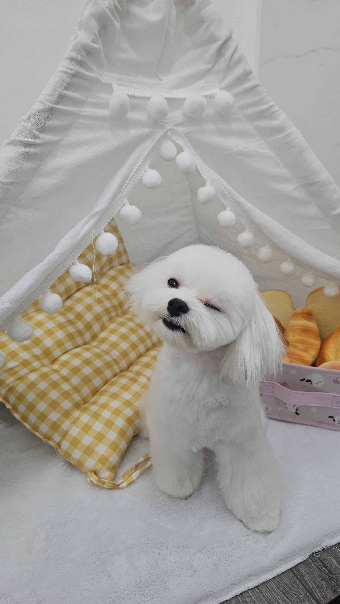 A freshly groomed white Bichon at Grooming Oasis, posed by a cosy pom-pom teepee