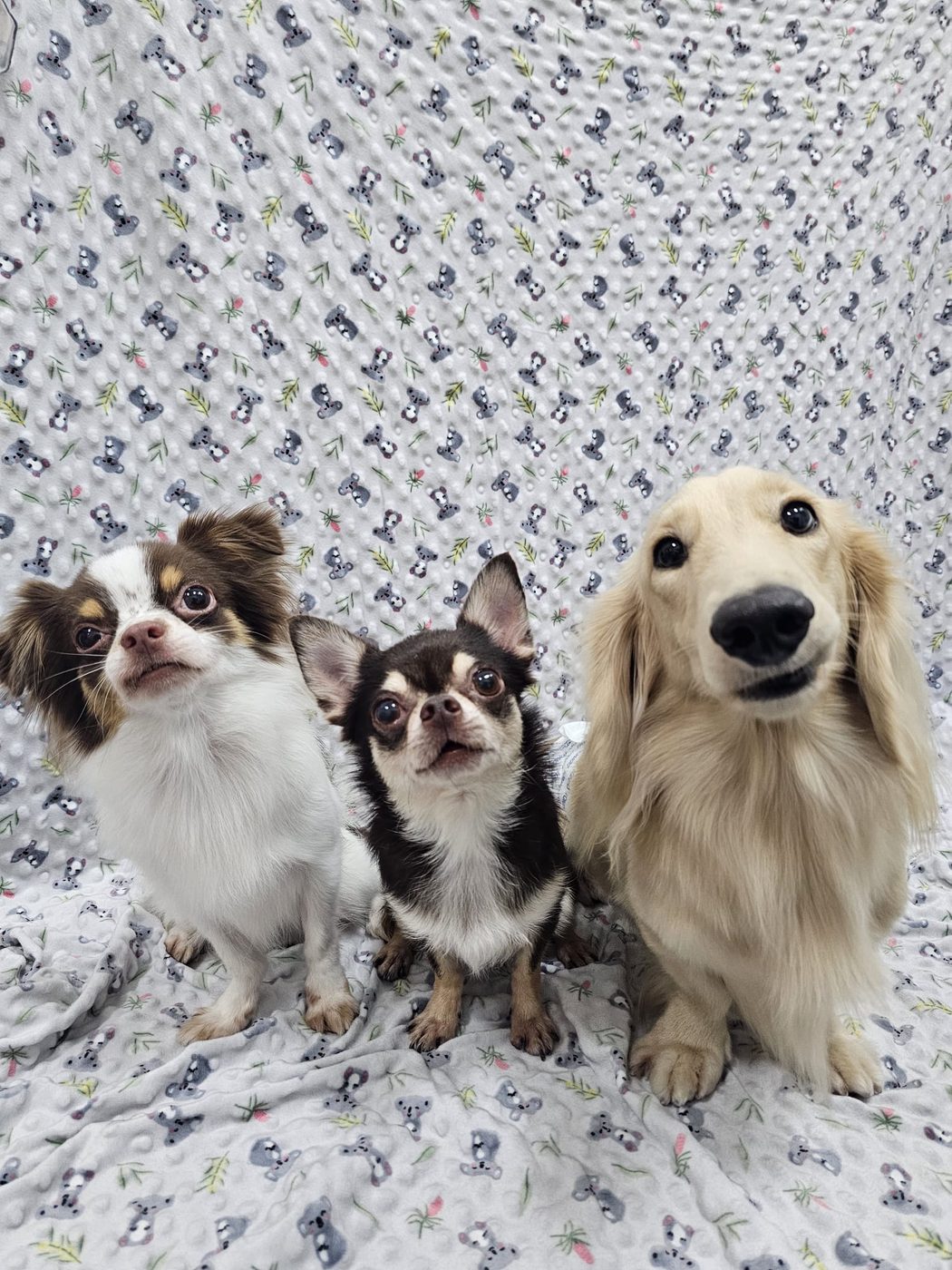 The regulars — small dogs lined up after grooming